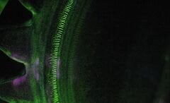 MF 45 UV Floresanlı Manyetik Parçacık Sprey 500 ml.